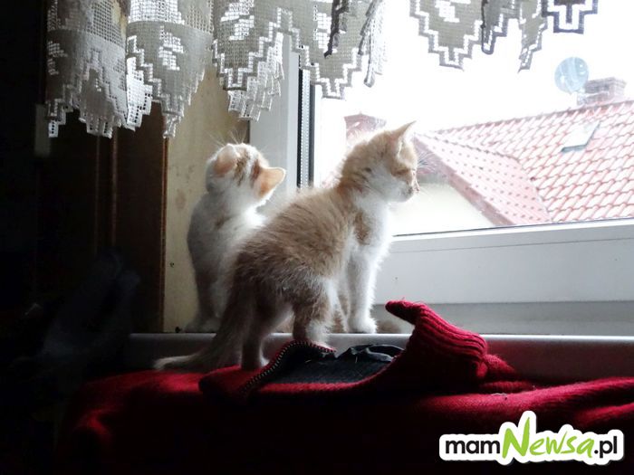 Śliczne kotki szukają nowego domu