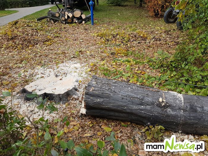 Od 2017 roku można wycinać drzewa na swojej działce