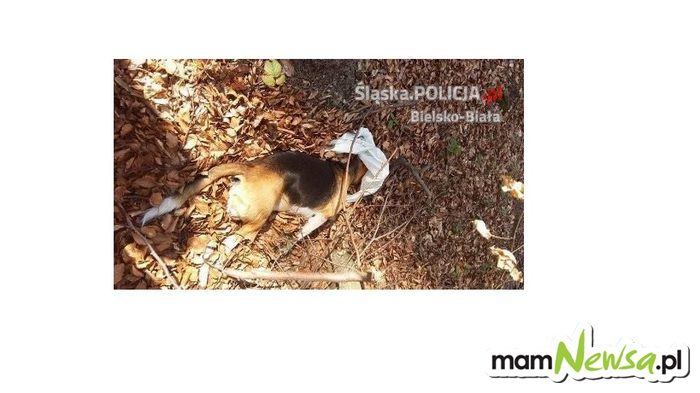 Właściciciel psa wyrzuconego do lasu zgłosił się na policję