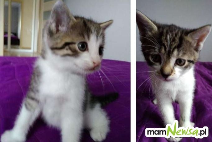 Dwa małe kotki do adopcji