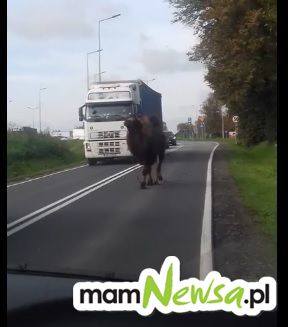 Uwaga! Wielbłąd na drodze [VIDEO] AKTUALIZACJA