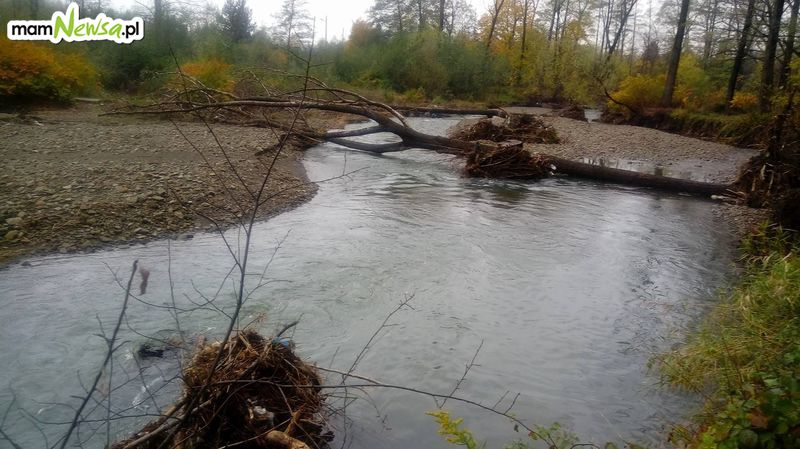 Drzewa w rzece nieposprzątane, a jak było podczas powodzi w 2005 roku? [FOTO]