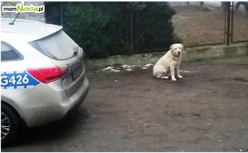 Dzięki policjantom pies trafił do właściciela