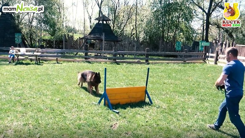 Psi park w Mini Zoo w Inwałdzie