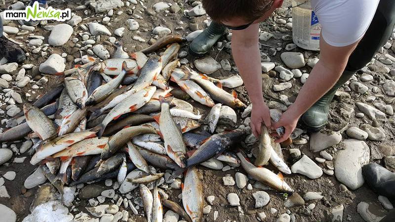 Skutki olbrzymiego pożaru: tysiące śniętych ryb w rzece