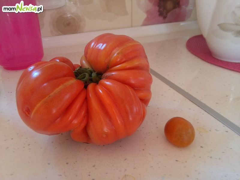 Pomidor gigant z działki w Zagórniku. Ważył prawie kilogram! [FOTO]