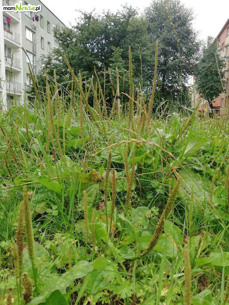 Niespodzianka w niekoszonej trawie w Andrychowie [FOTO]