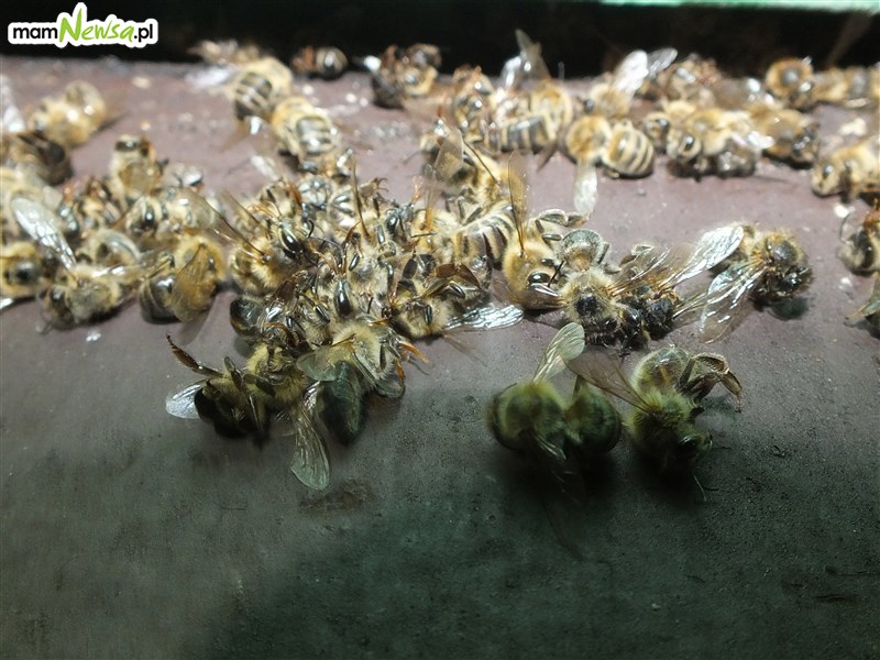 Pogrom w pasiece. Padło 3,5 mln pszczół