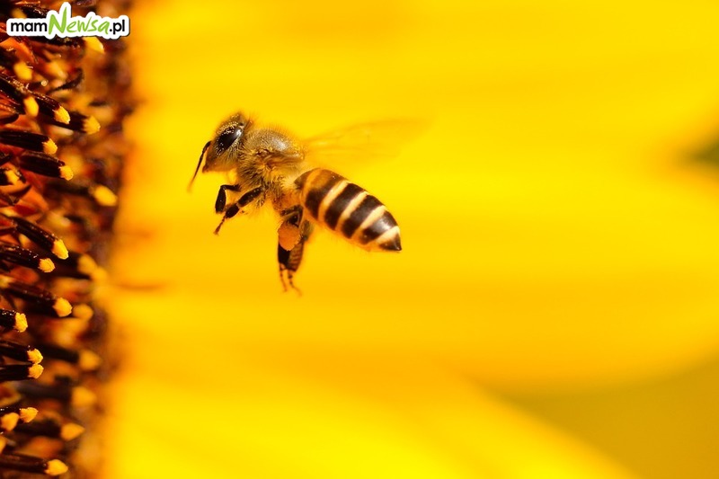 Groźna choroba zaatakowała pszczoły