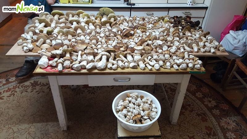 Nasz Czytelnik w ciągu kilku godzin zebrał 25 kg grzybów [FOTO]