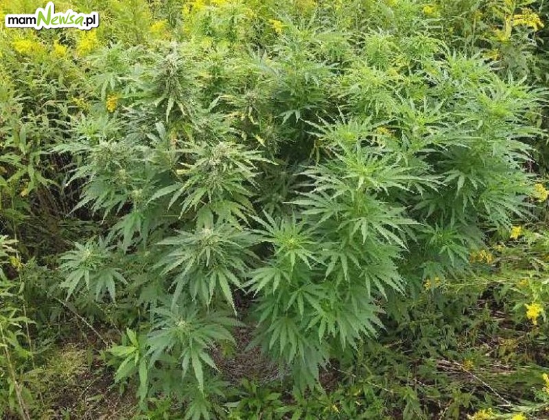 Nielegalna plantacja marihuany odkryta przez policjantów