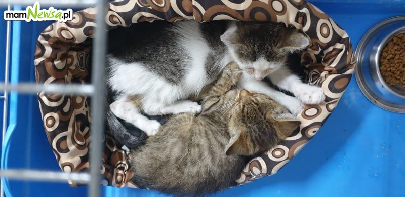 Dwa kotki poszukują nowego właściciela