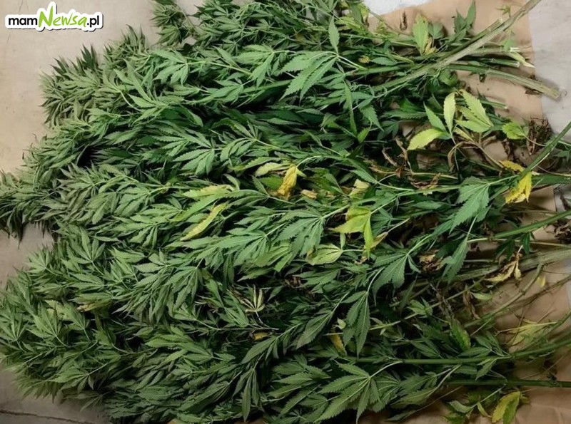 Nielegalna uprawa marihuany na terenie Andrychowa