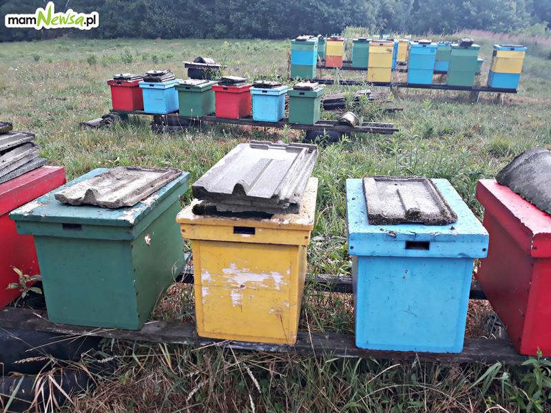 Nie znaleziono sprawcy otrucia milionów pszczół. Policja zakończyła postępowanie