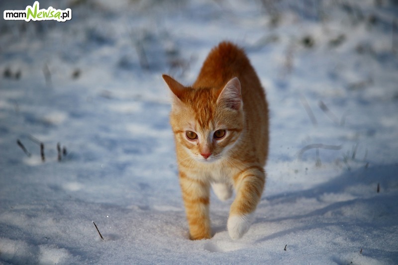 Jak pomóc wolno żyjącym kotom w zimie?