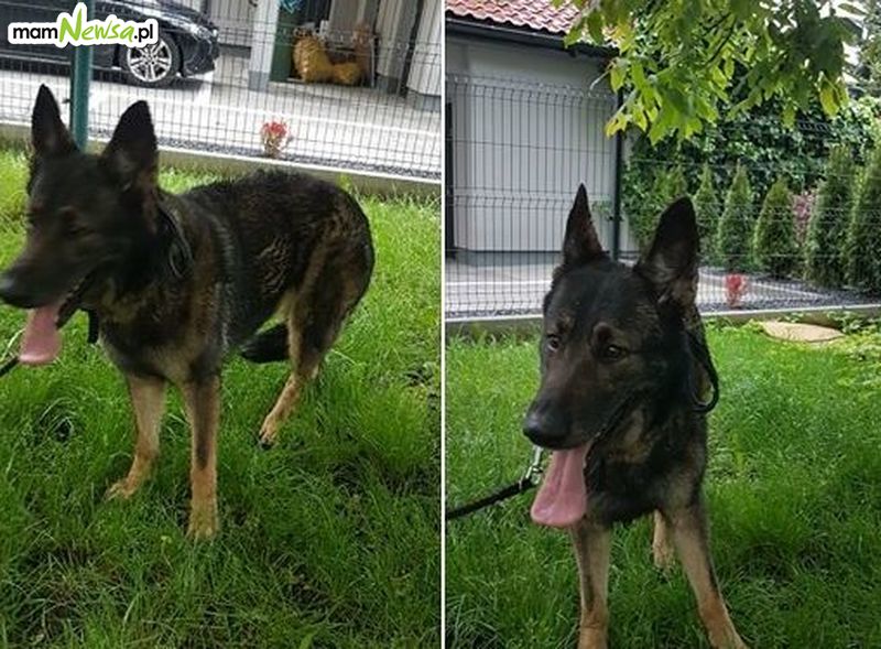 Poszukiwany kierowca, który potrącił psa w Andrychowie. Apel mieszkanki