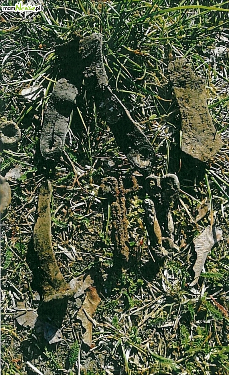 Przeprowadzono ekshumację szczątków żołnierza niemieckiego, pochowanego w bezimiennej mogile