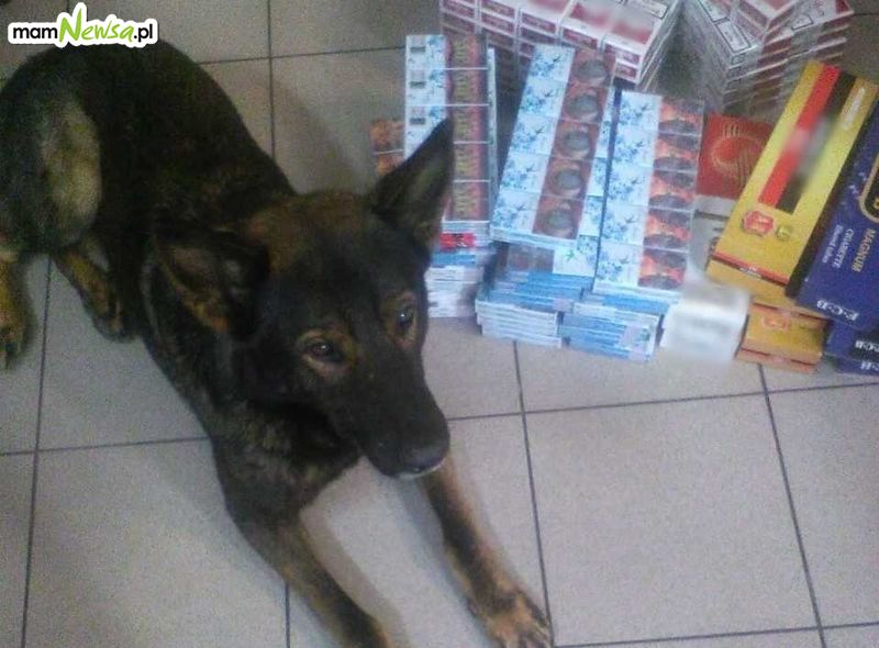 Pies Roni w akcji na targu. Ujawniono nielegalny tytoń i papierosy