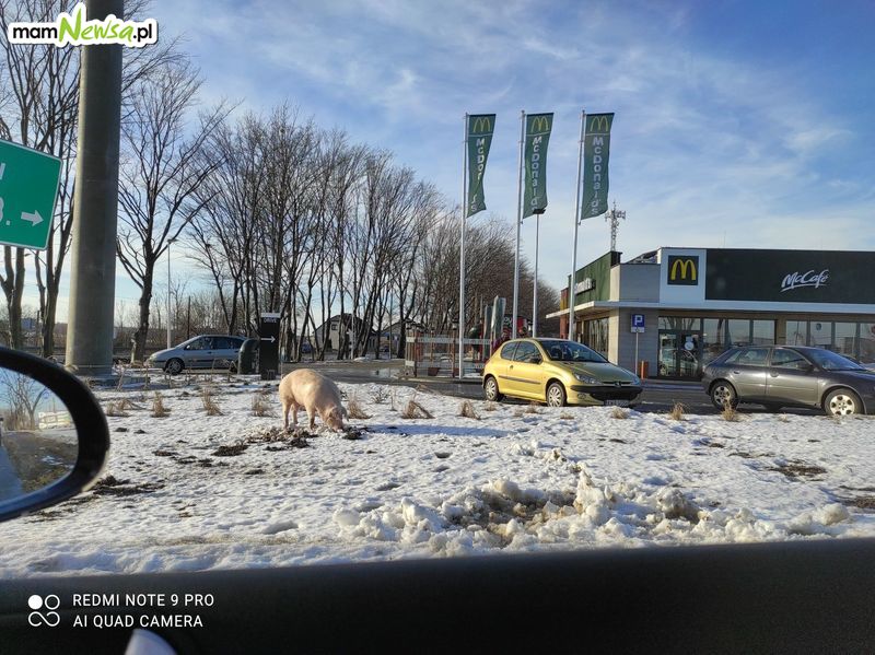 Zdjęcie Dnia. Świnia na drodze przed restauracją McDonald's w Andrychowie [FOTO]