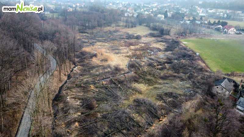 Piły poszły w ruch w Andrychowie. Wycięto mnóstwo drzew [VIDEO]