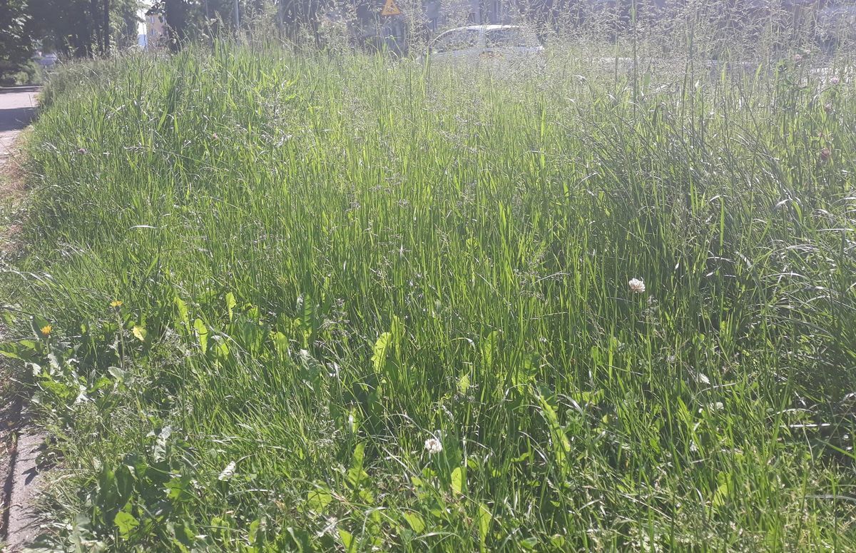 Wkrótce zaczną kosić trawy w gminie Andrychów