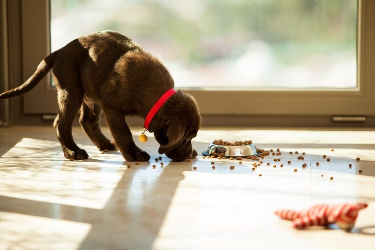 Czym karmić szczeniaka?Czy dieta młodego psa różni się od żywienia psa dorosłego?