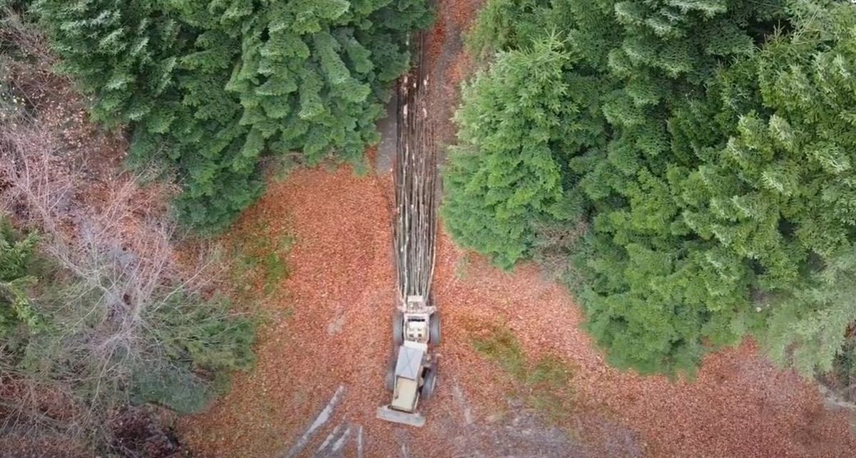 Wycinka drzew na szlaku na Leskowiec