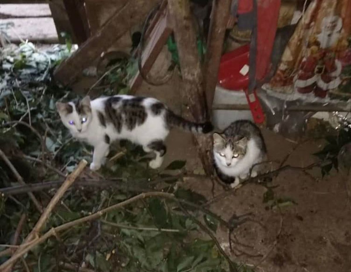 Koty szukają nowego domu