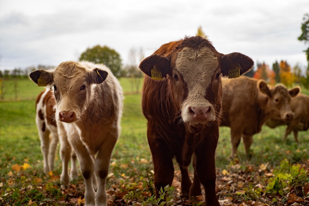 Zajmujesz się hodowlą zwierząt gospodarskich lub drobiu? Sprawdź co ułatwi Ci pracę