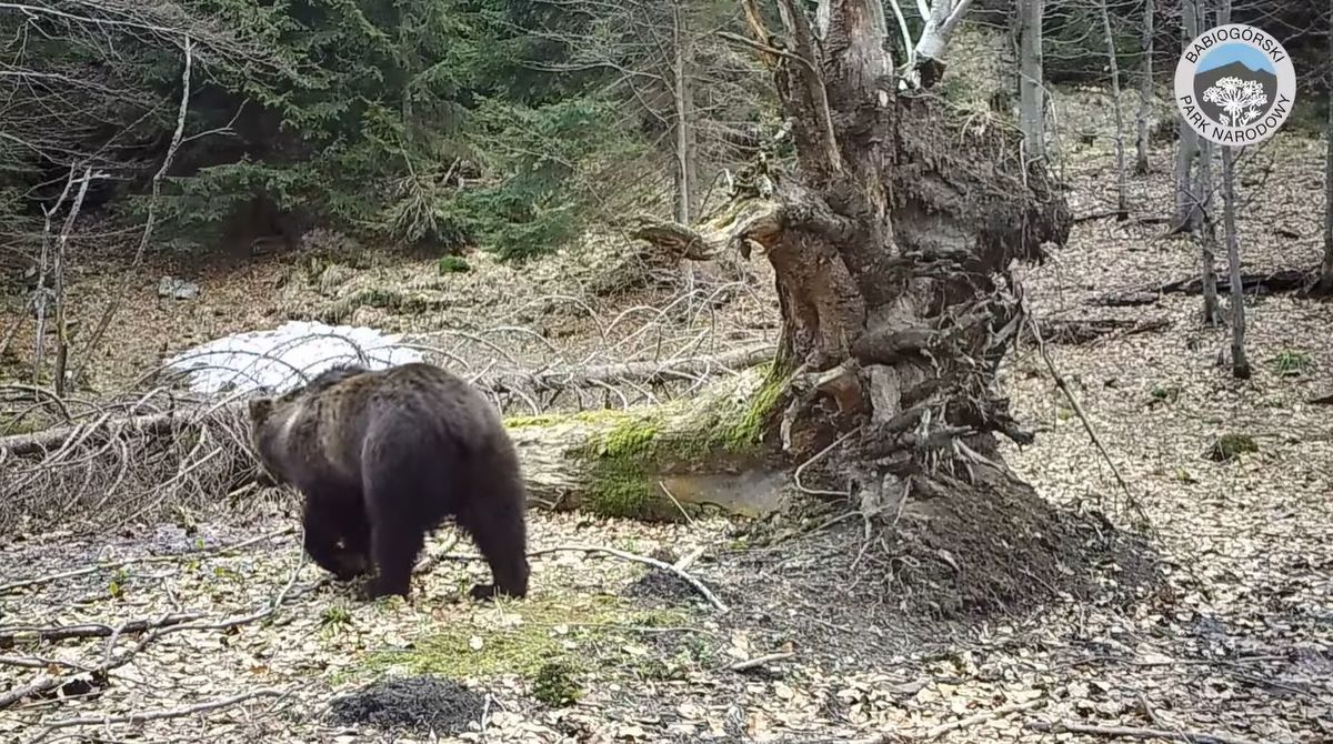 Takie niedźwiedzie można spotkać na szlaku [VIDEO]