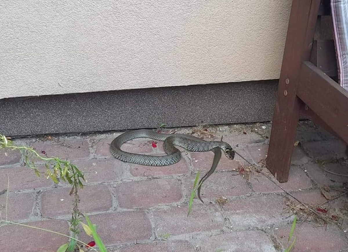 Wąż koło domu przeraził mieszkańców. Wezwali pomoc