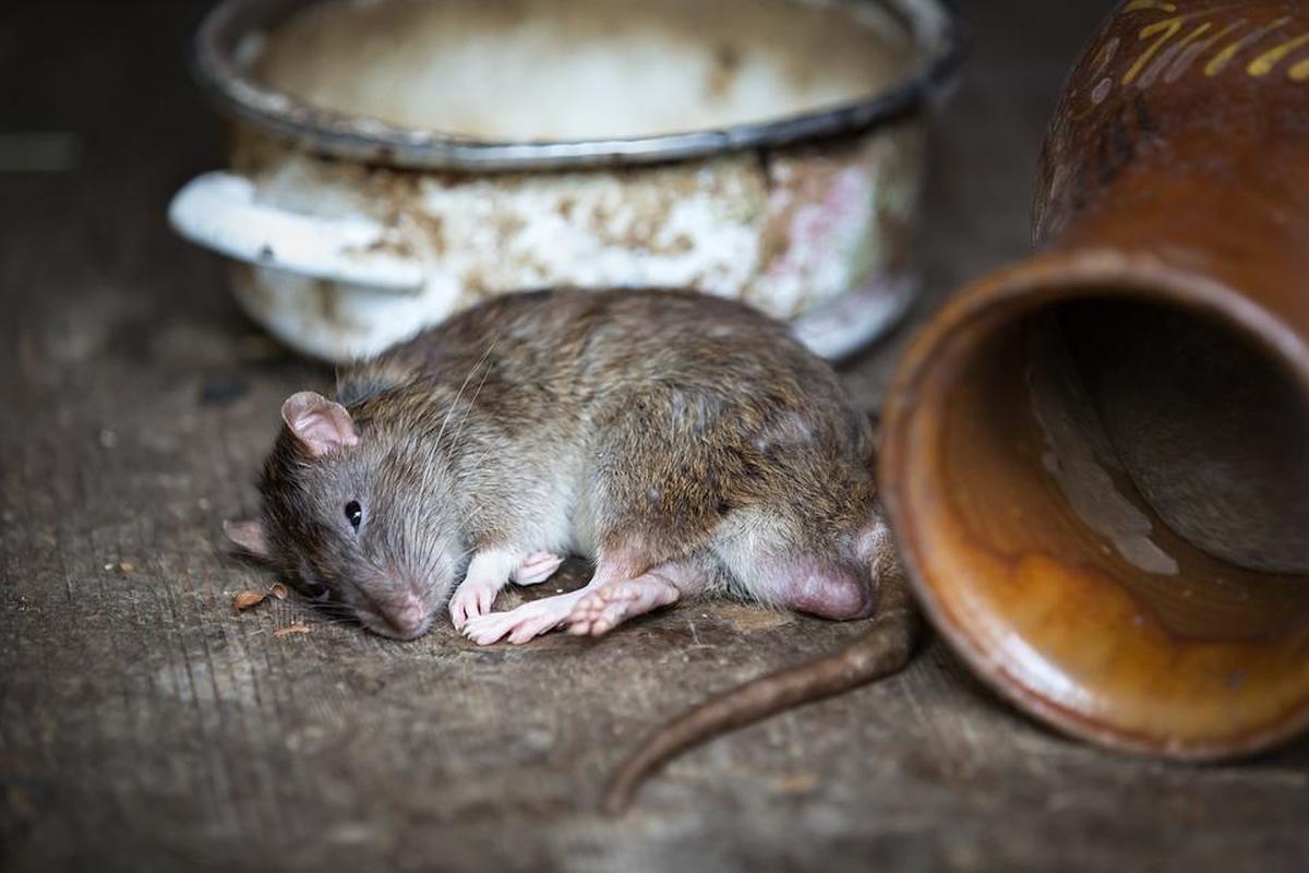Szczury gnębią mieszkańców
