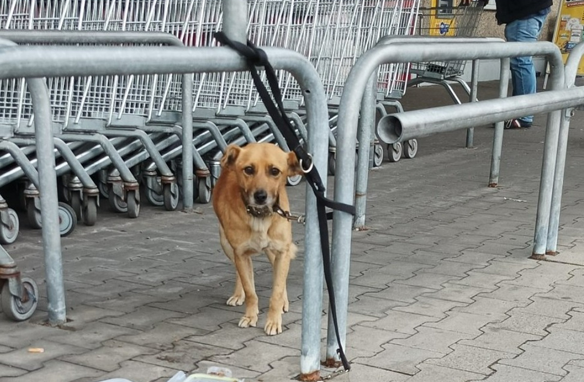 Kto zostawił psa na zakupach?