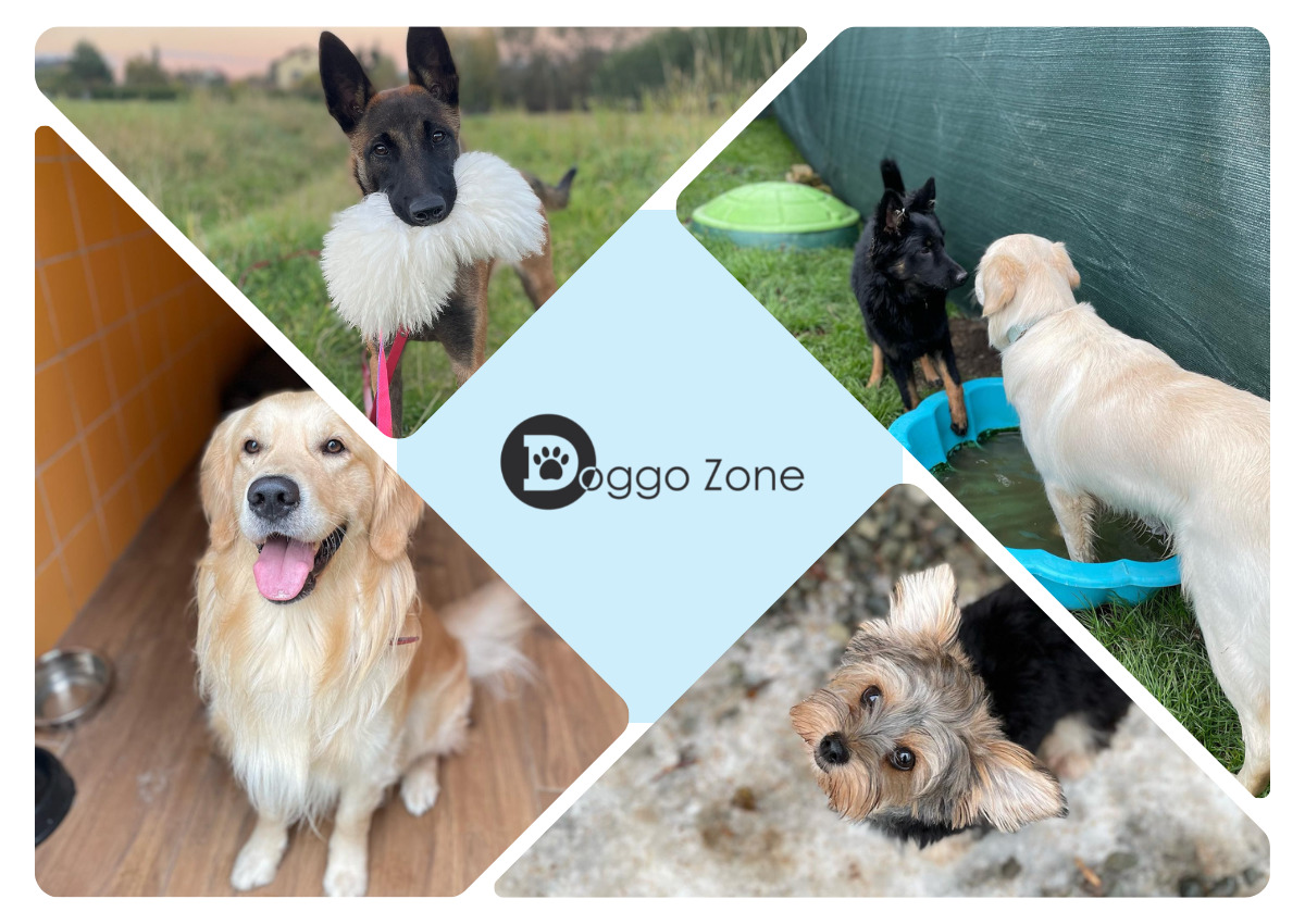 Profesjonalna opieka nad psem na czas Twojego wyjazdu - Doggo Zone Hotel dla psów