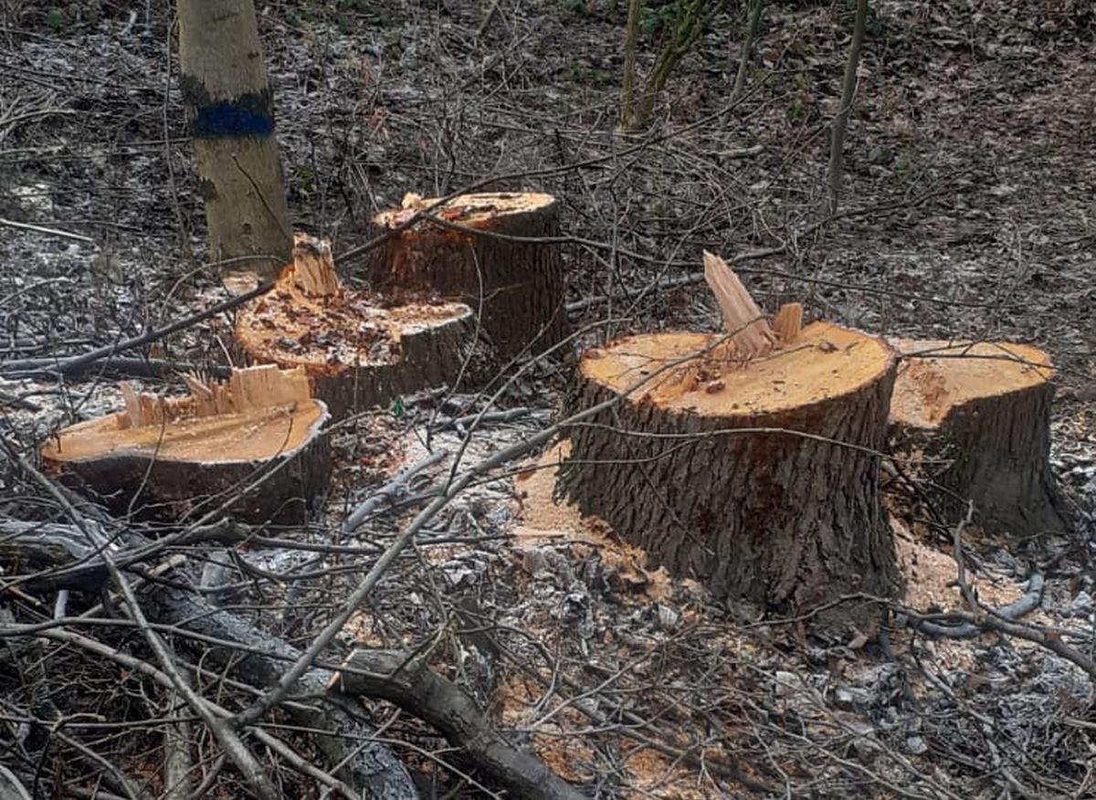 Apel o wstrzymanie wycinki drzew w okolicach Andrychowa