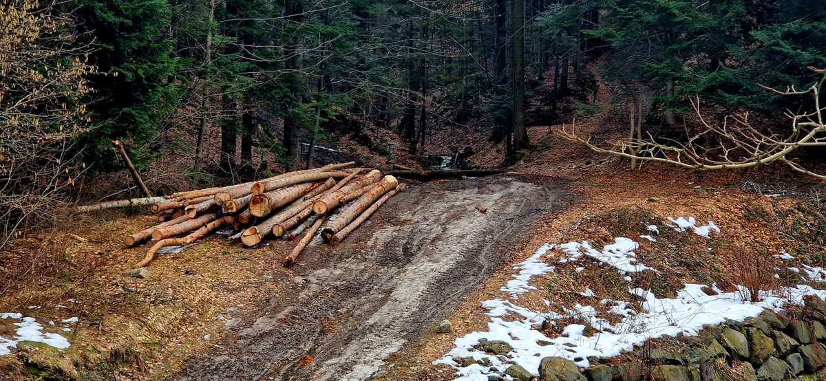 Już kilka tysięcy osób apeluje o wstrzymanie wycinki drzew [FOTO]