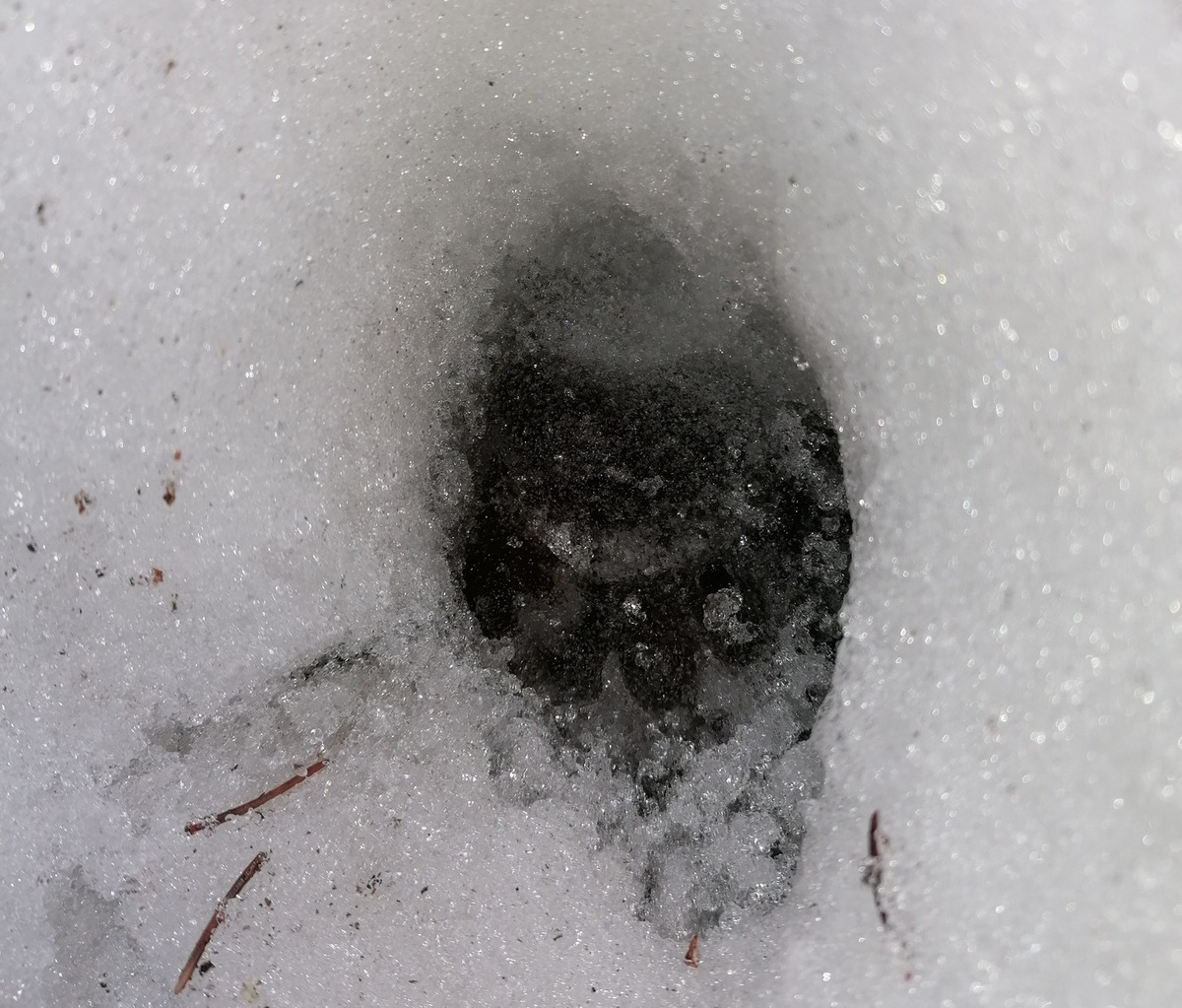 Wielkie stopy w śniegu, czyli w Beskidzie Małym obudził się niedźwiedź