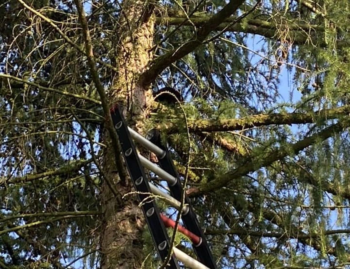 Papuga i kot na drzewach. Strażacy interweniowali