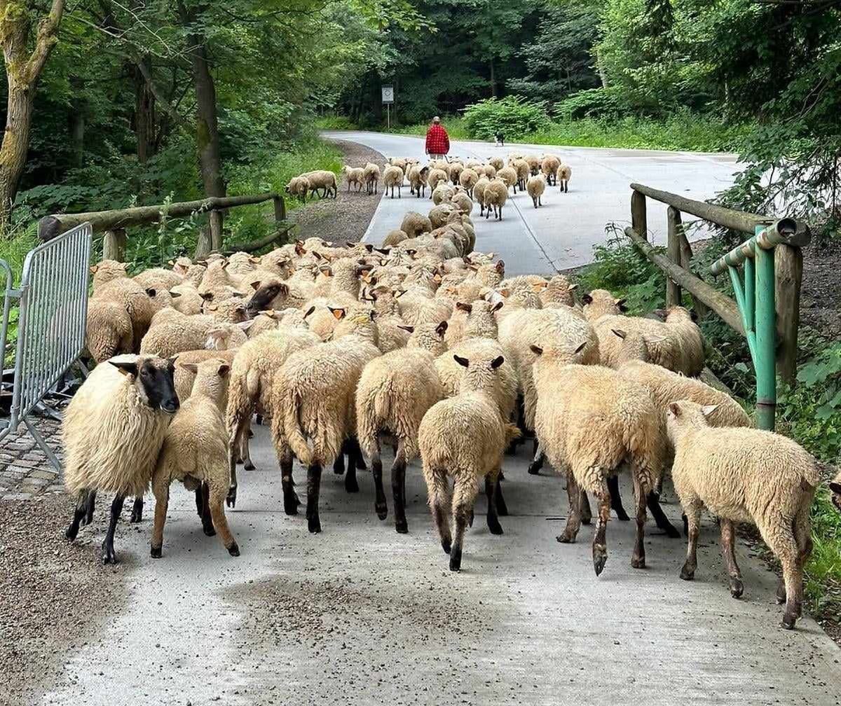 Stado owiec na stokach w Rzykach. Baca Wiesław wypasa je w tej miejscowości już od lat