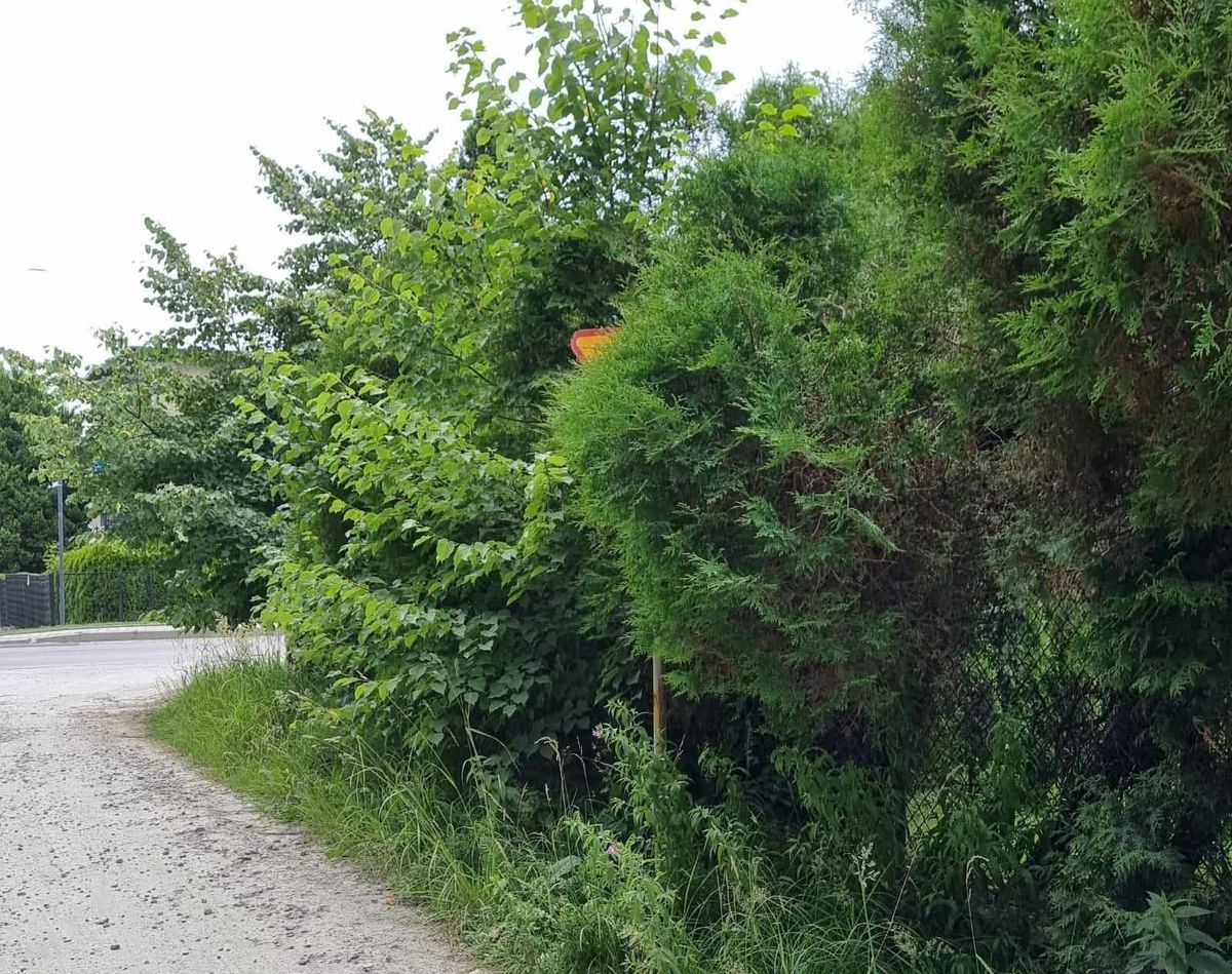 Znaki drogowe na terenie gminy Andrychów giną w zieleni