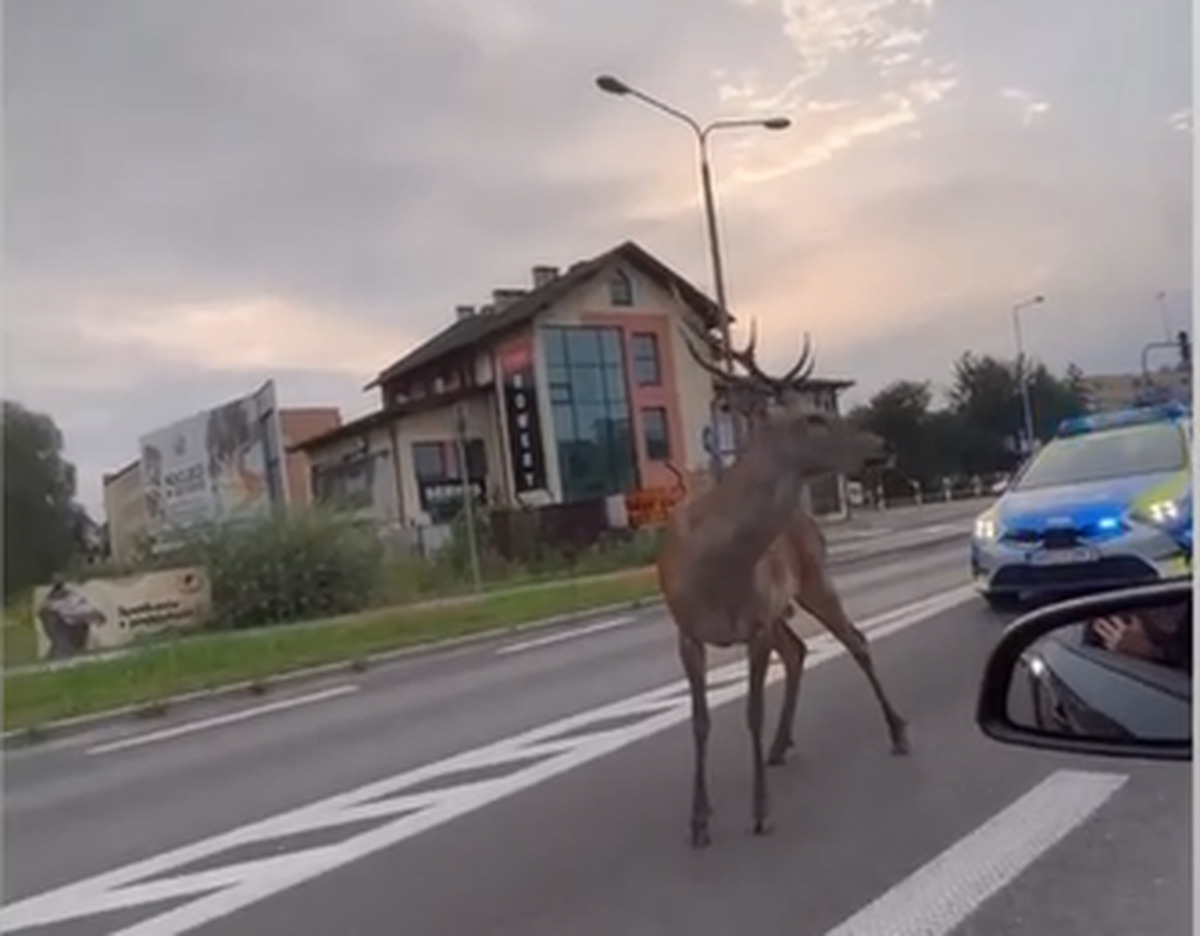 Policja eskortowała jelenia