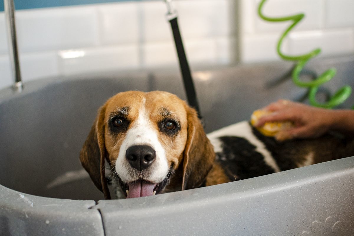 BubbleDog SPA - Twój Pies Zasługuje na Luksus!