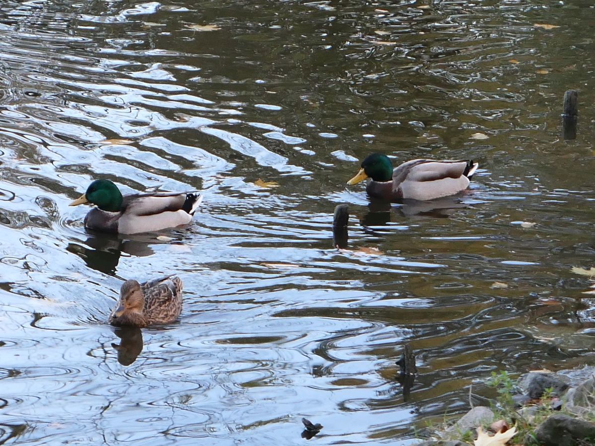 Ptactwo wodne z parku w Andrychowie miało wyjechać do zimowiska. Dlaczego wciąż pływa po stawie?
