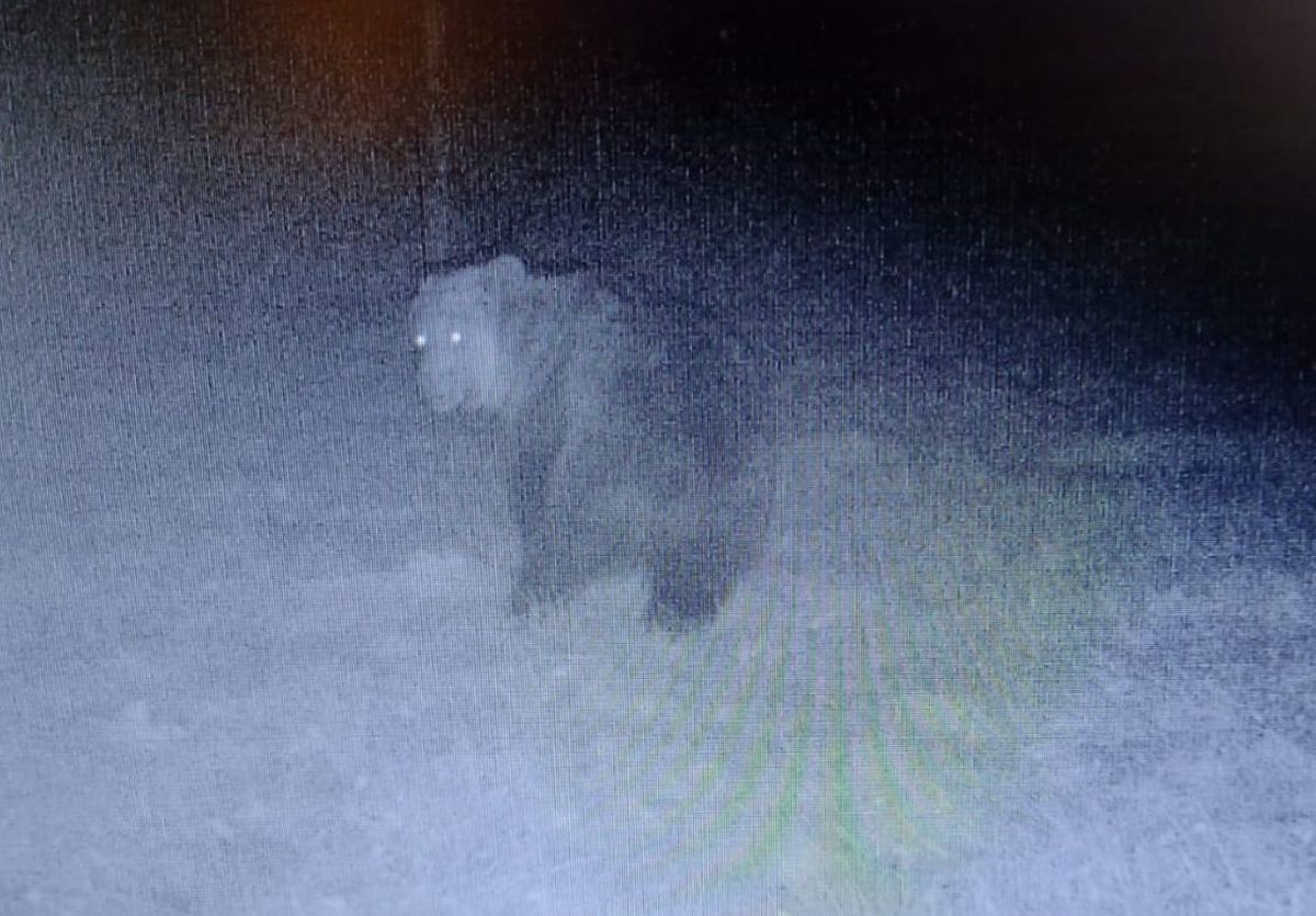 Niedźwiedź i coraz więcej wilków w lasach Nadleśnictwa Andrychów [VIDEO]
