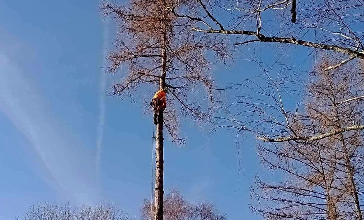 Z cmentarza w Andrychowie znikają wielkie drzewa