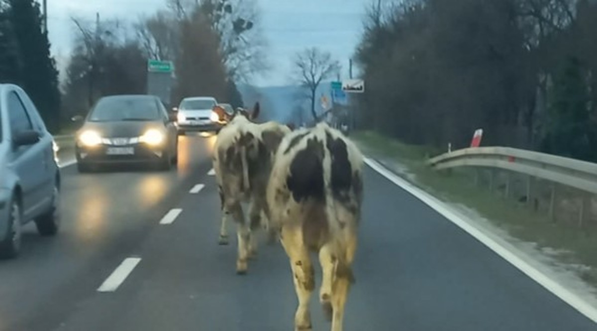 Krowy pędziły krajówką