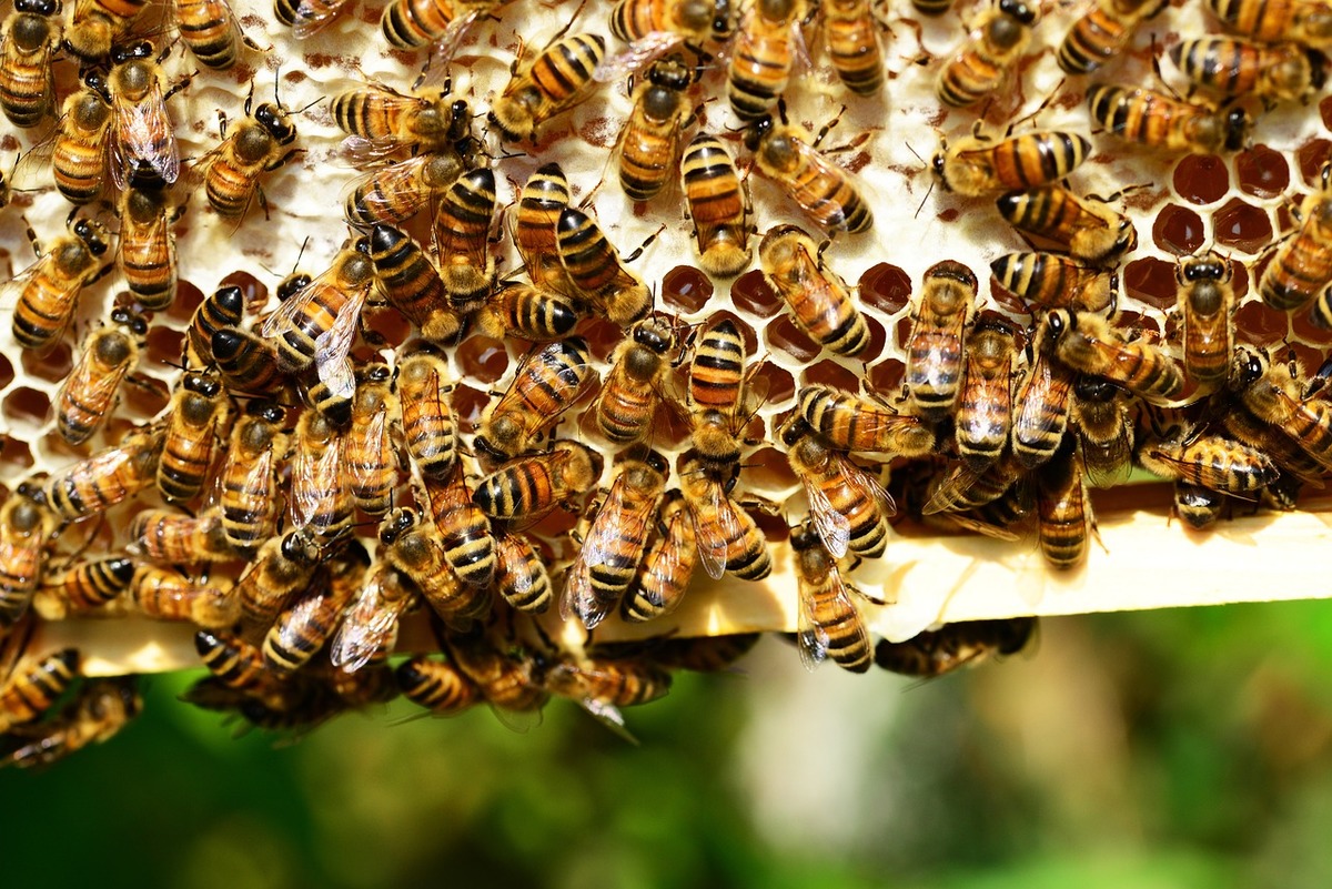 Zmniejszył się obszar, gdzie pszczoły są zagrożone. Jednak wciąż jest on rozległy